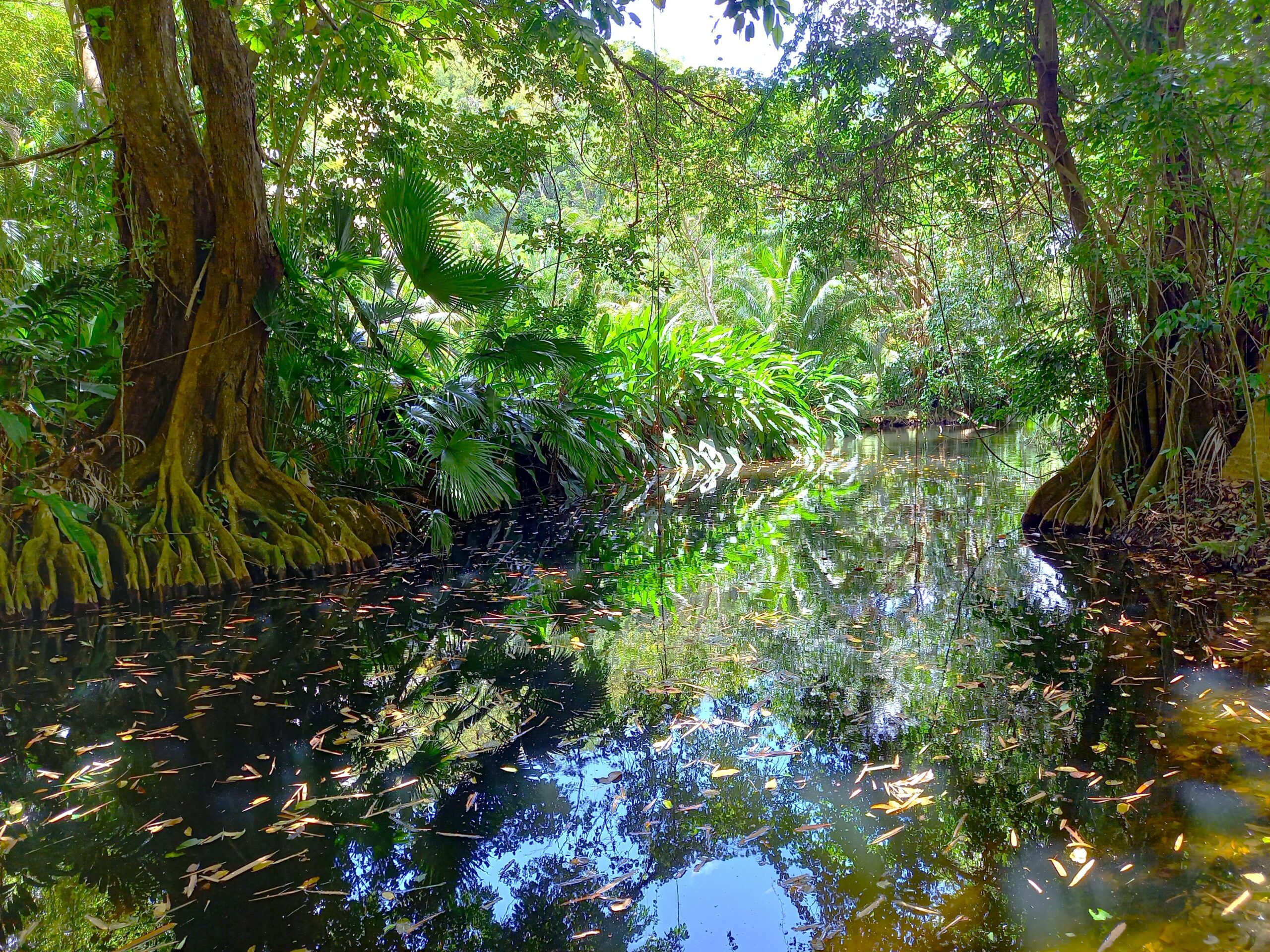 Actualités Biodiversité Écologie Inventaire Chiroptères Marie-Galante
